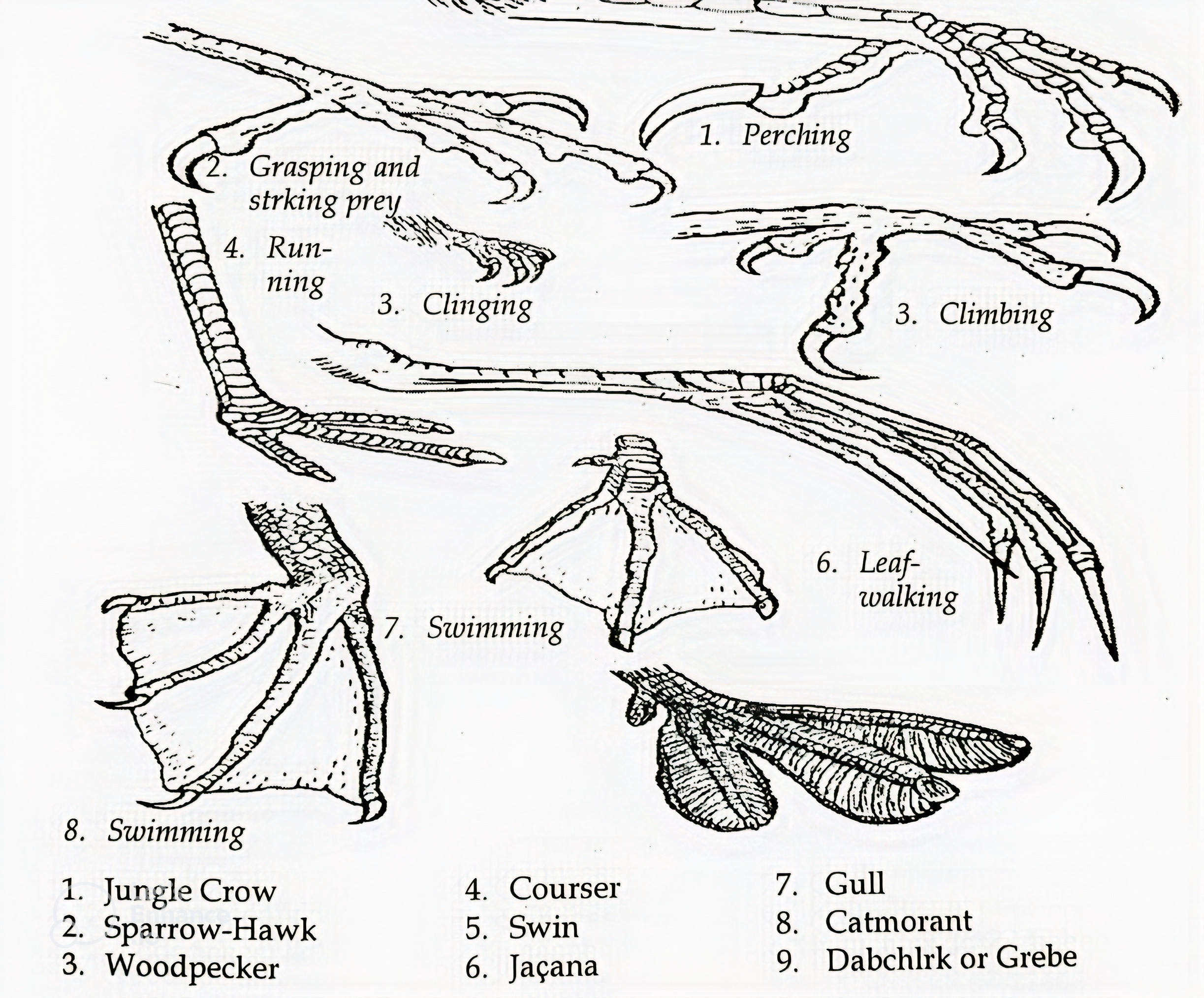 Kaki Burung